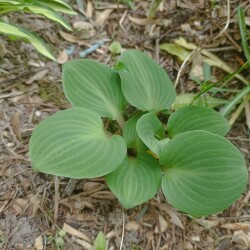 IMG_20250531_12080932535fae1f10162f