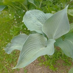 IMG_20250531_1224048612c8a74574c2c3