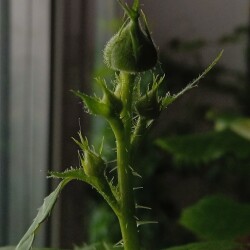 gelato-27-janf7838bd0194e65e1