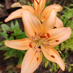 53065624415_90ede2a7fa_bffc349daefec5aea