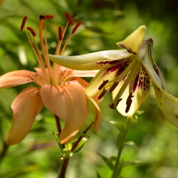 53066113274_9f7b8251c1_b117d4e2173dbaf9d