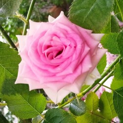 gelato-13-febfca04d2aa0c0f04f