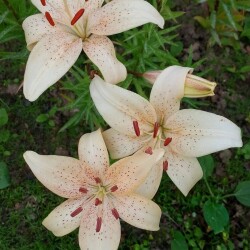 i-32239424a4f85c28b8