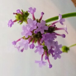 verb-16-feb45972fec42c43829