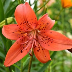 52233530248_82d6ac4cd8_b22d1bc35dff12c1e9