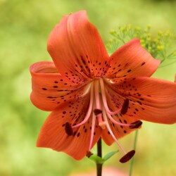 b7NSO5orUgBtpTIKPJqJyZIOf6DVVq-HqZ6cHgiROLzDcF_Ho_NJsgPVq0n3xNpRI1YPxWLkprXcKb_t9Wvh5U5Qd2e1bed46b18457a