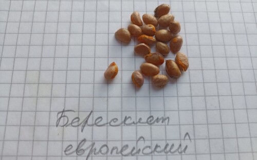 бересклIMG 20250223 111626