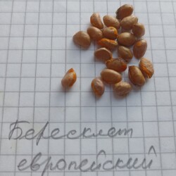 BERESKLIMG_20250223_111626d8b2125c77df4f38