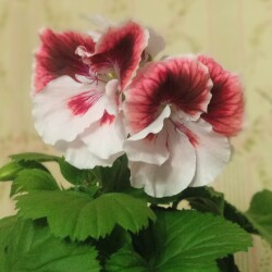 white-pelar-newf7a5d7e84816448e