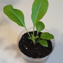 no-name-27-feb2641cacacedfce63