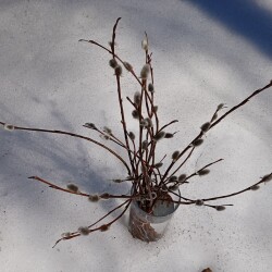 VERBA-21-MART02918e5838d1e351