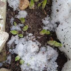 green-28-mardc1a5418a8548b65