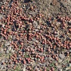 apples-30-mar361dd3c7b623d691