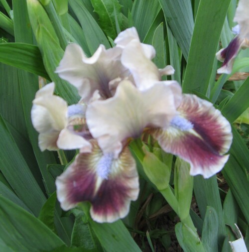 IRIS-KARLIK-KVARK-Qark-72096aaa16bdda4b2.jpg