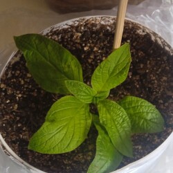 helio-31-m-288e7500c790aaaf1