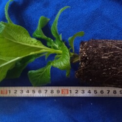 helio-31-m15a9236f4fa67b5b