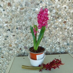 IMG_20260321_10564201f4e557c3cf466c