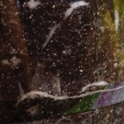 roots-03-468706912639f877d