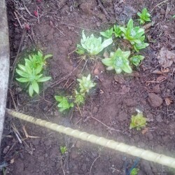 primula4dbe0eb6c711f2be3