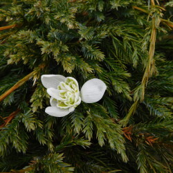 DSCN28614d7f78369b1abbf5