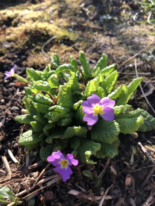 IMG_69741d7fdab4840f898a