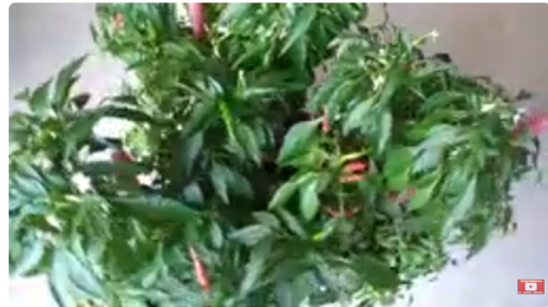 изображение 2026 04 15 201304242