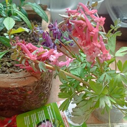 IMG_20260415_123343557e4fded7f1c936