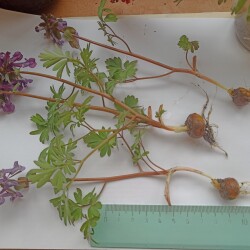 IMG_20260415_1246323291335330b05737