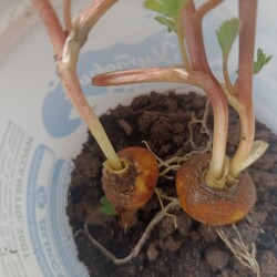 IMG_20260415_1250483e131846d67f7b35