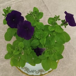 petun-20-apr748fc829d2f91dd8