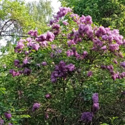 inter-spices595f5ca5a920c899