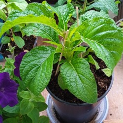 helio-23-apr7fc0201a39e98d2c