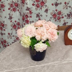 rose-29-apr955c2ab659d0846f