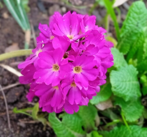 pink-prim-4-m5d0c1987bd71d1de.jpg