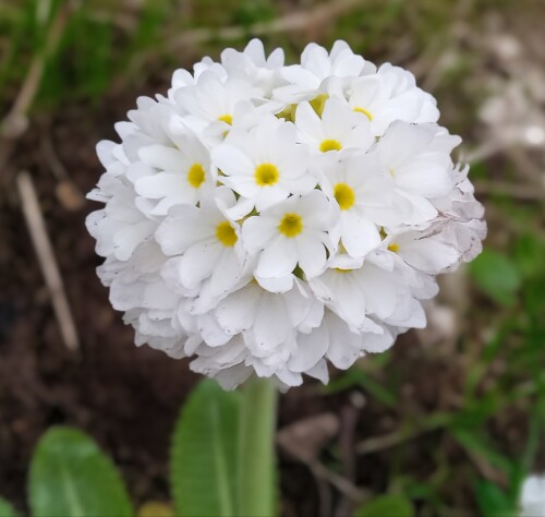 white-prim-4-mb720f4a4a107a64d.jpg
