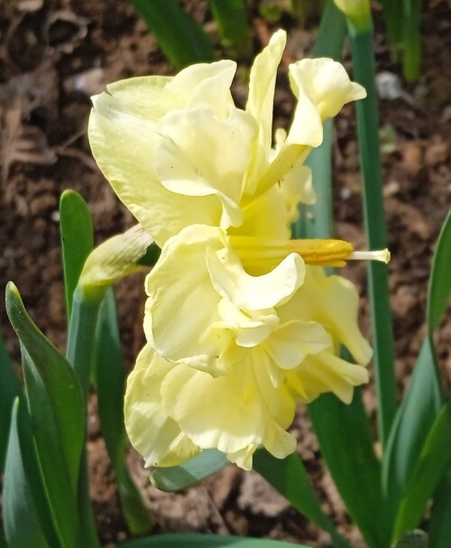 sunny 6 m 2