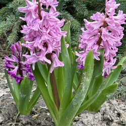 IMG_156953ce0b281ea82c41