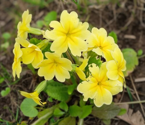 primula-2-13-m1393c073b9623de6.jpg