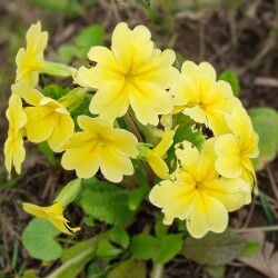 primula-2-13-m1393c073b9623de6