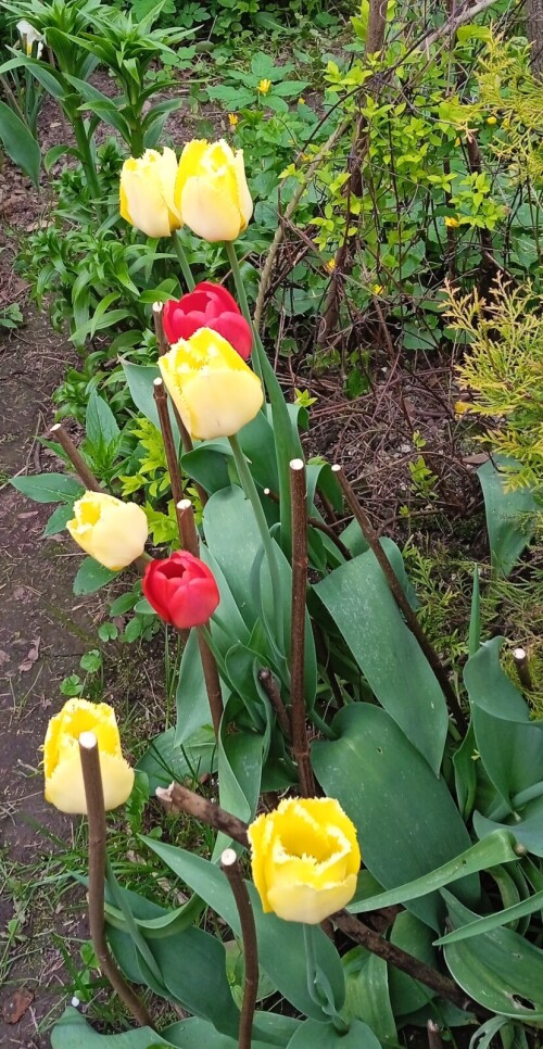 Tulips 15 m