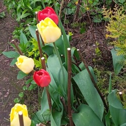 tulips-15-m594c2c959a93dfbd