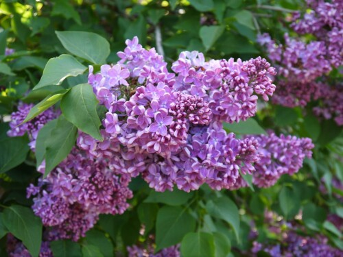 MECTA8928618cf5e0e587.jpg