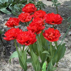 IMG_168844f898b520a98ab4