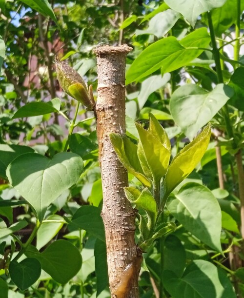 new-buds-17-m02c1d7ab5a655f25.jpg