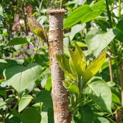 new-buds-17-m02c1d7ab5a655f25