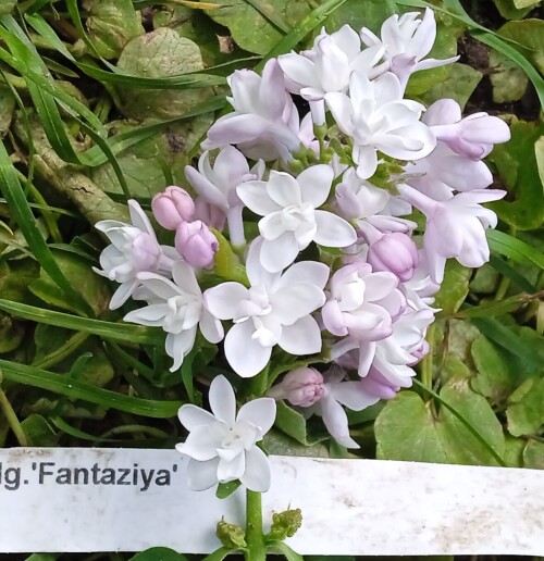 FANTAZIY316ca8bedbd0f1ec.jpg