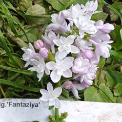 FANTAZIY316ca8bedbd0f1ec