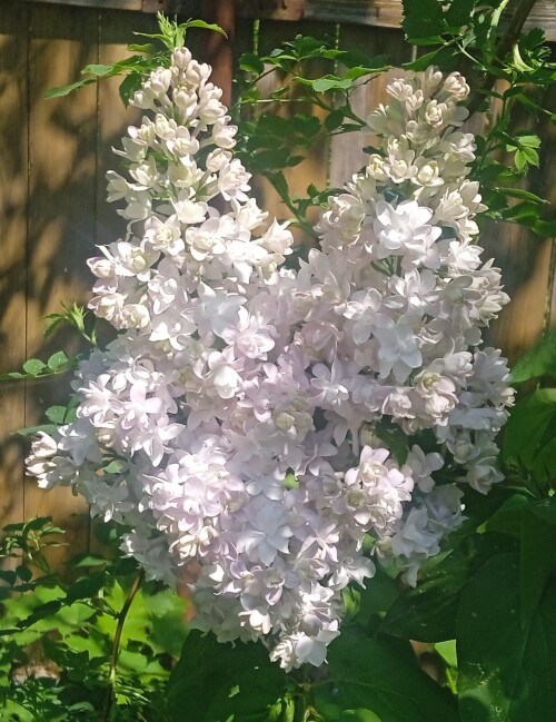 Nadezhda-279d0cde7794775c4.jpg