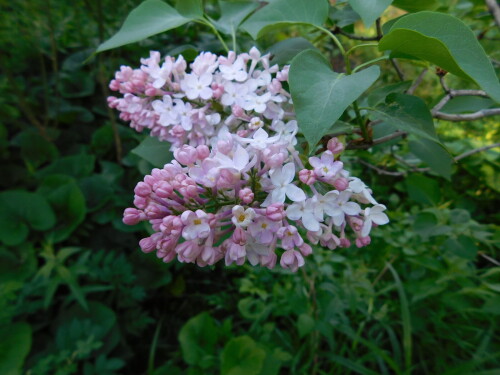 DSCN4284f6ed5f47535422f0.jpg