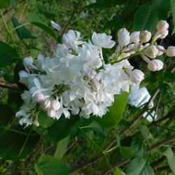 DSCN43188752f591e188a6d1